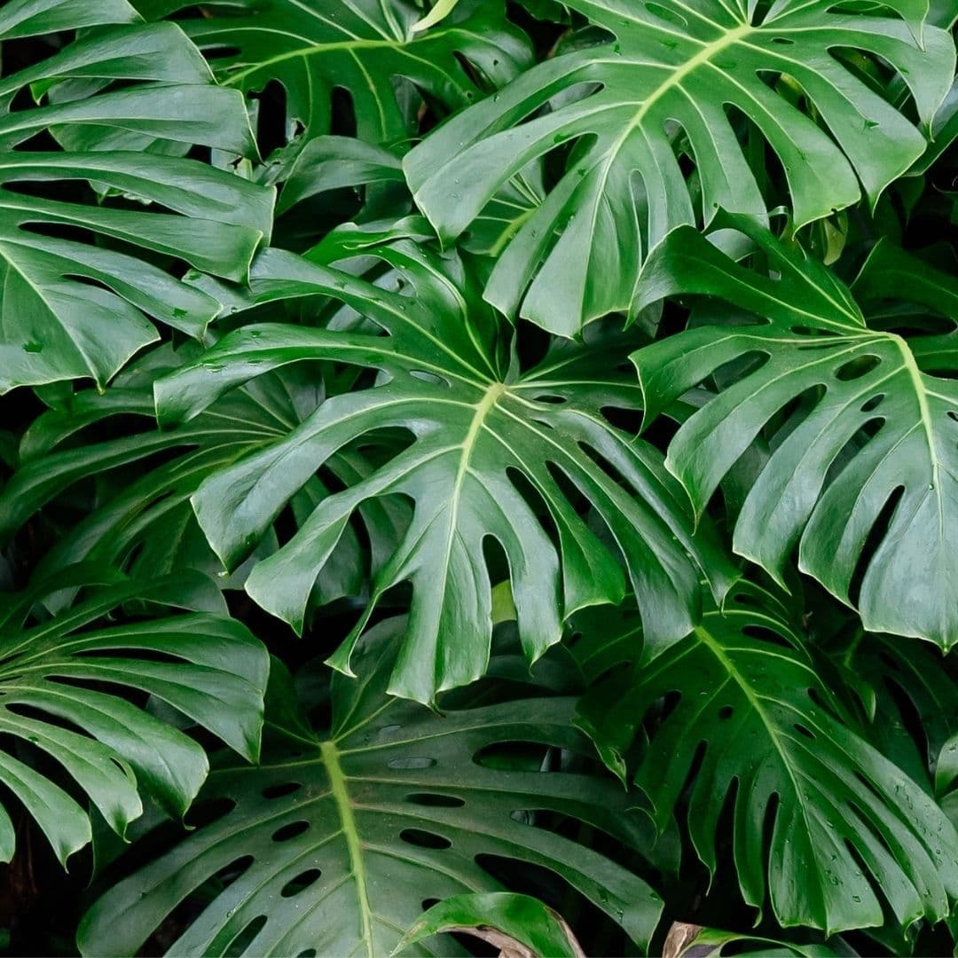 Monstera