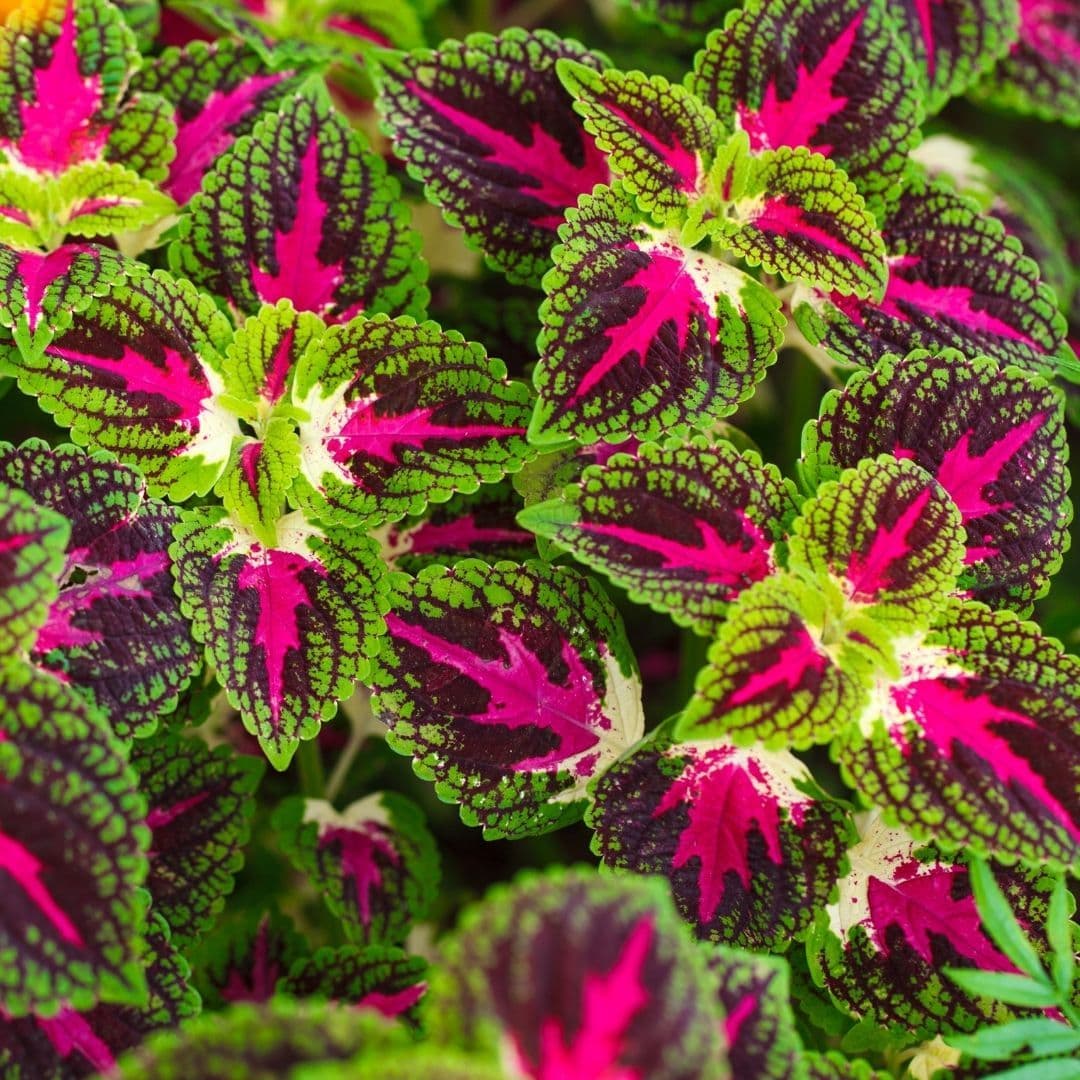 Coleus