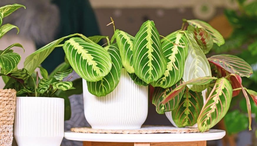 Maranta (Prayer plant) care guide - Tips from experts | PLNTS.com