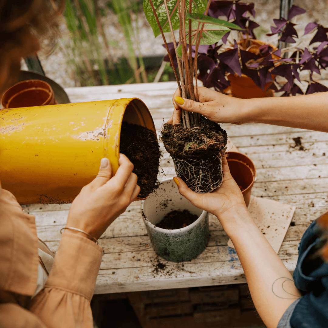 Repotting