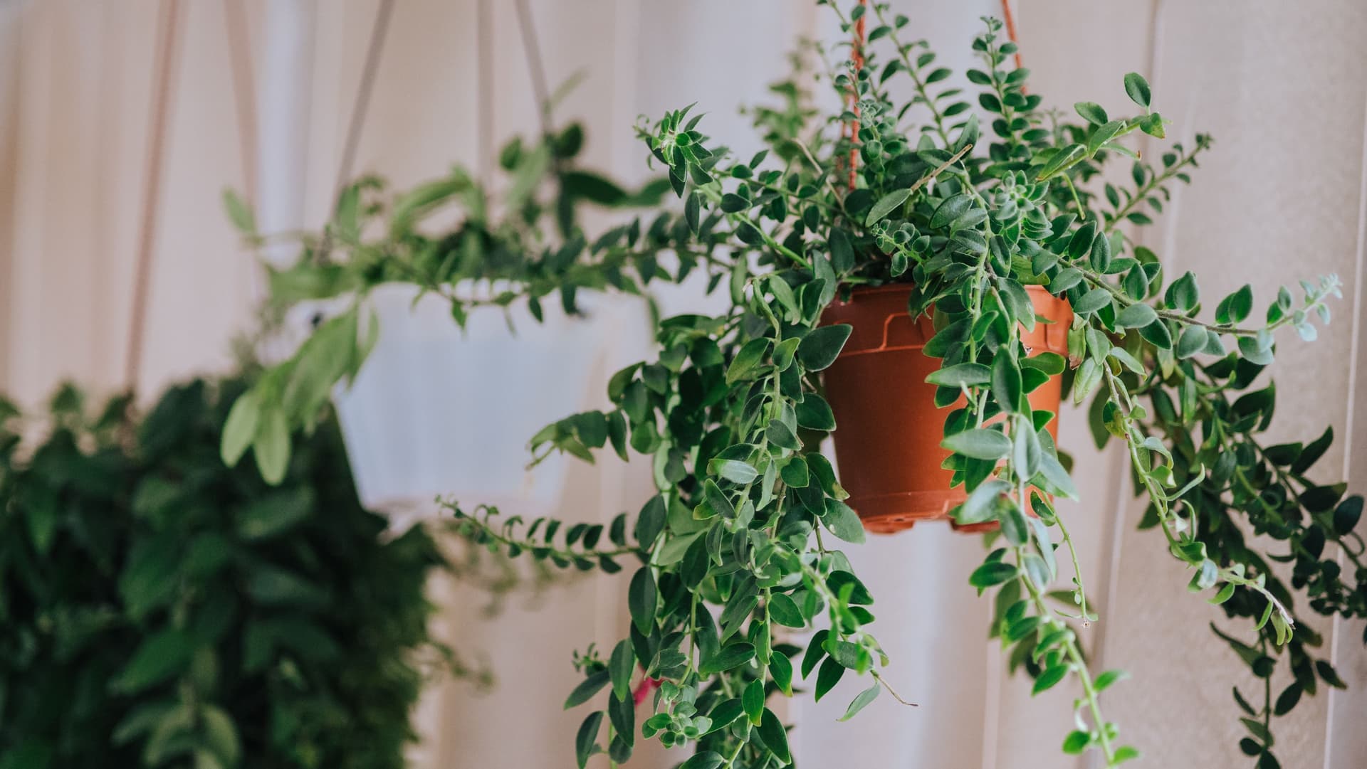 Aeschynanthus hanging plant