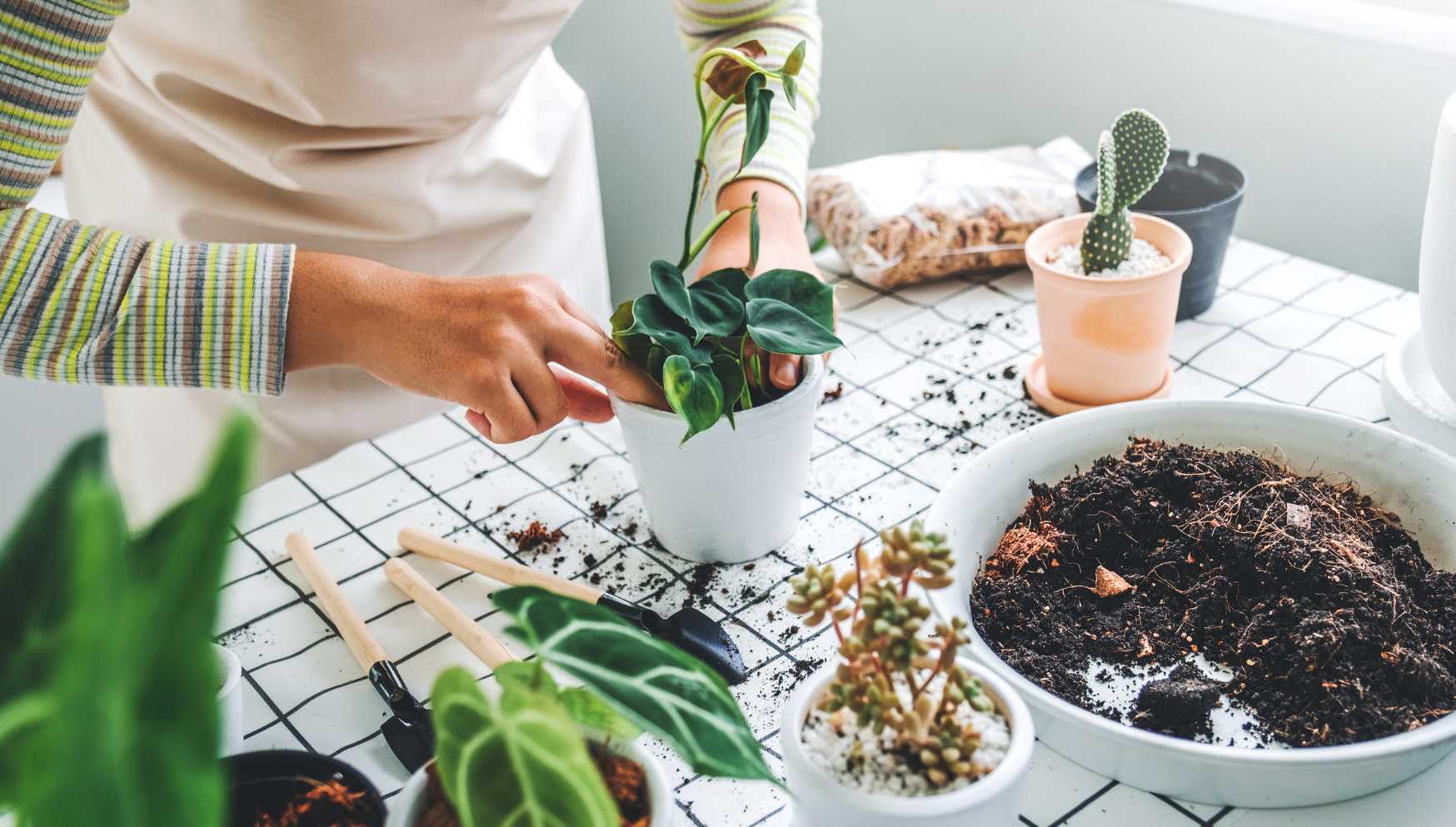 Repotting baby plants.jpg