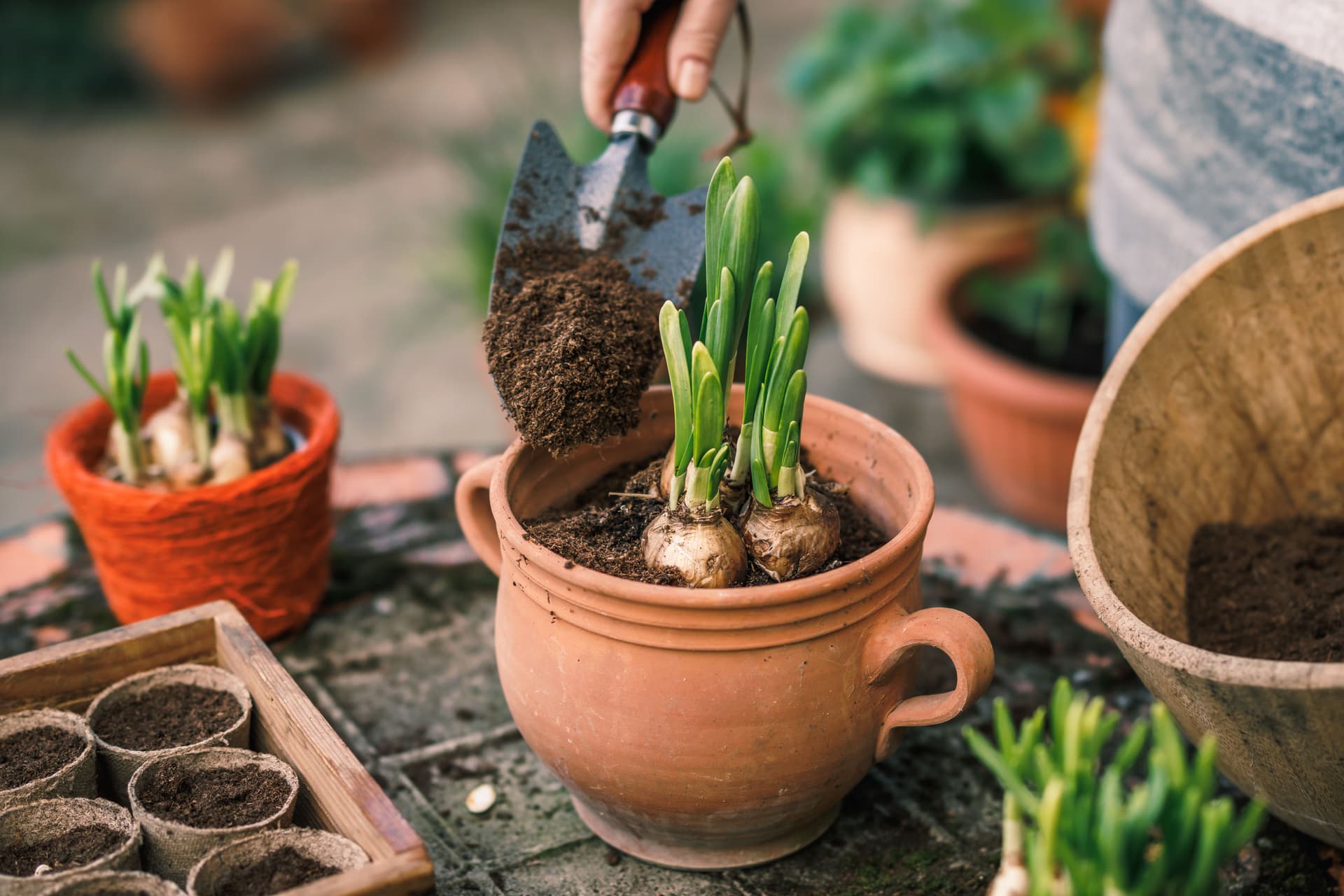 flower bulb planting.jpeg