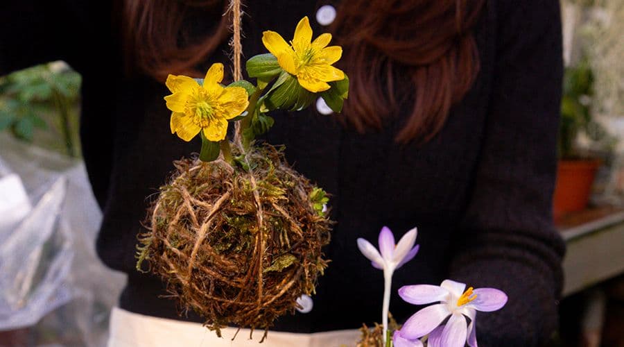 kokedama 1