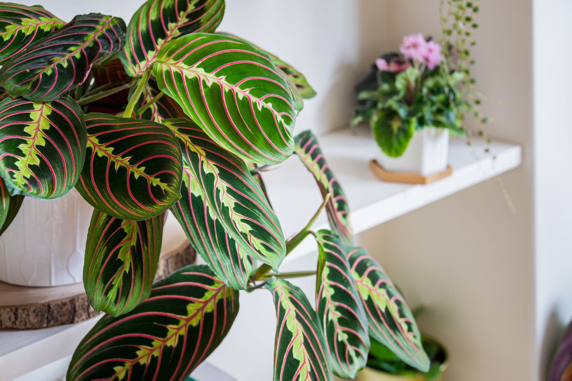 maranta