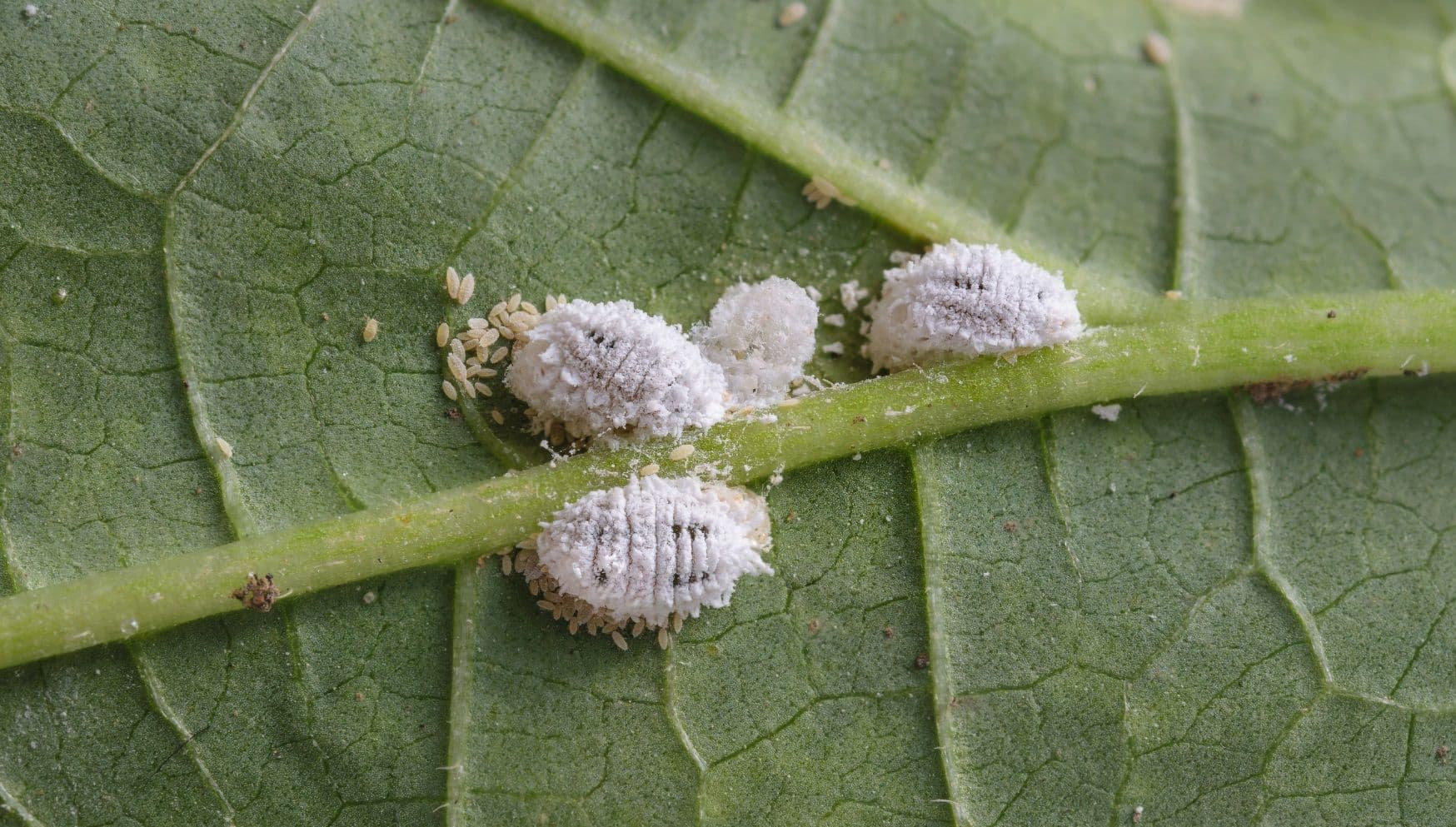 mealybug close up