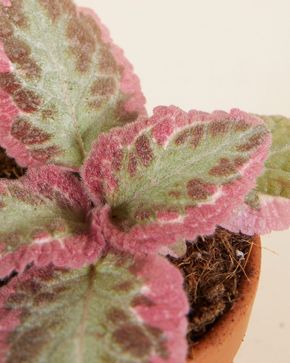 pink brocade