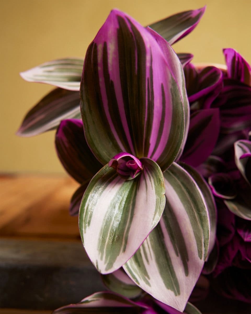 tradescantia nanouk close up