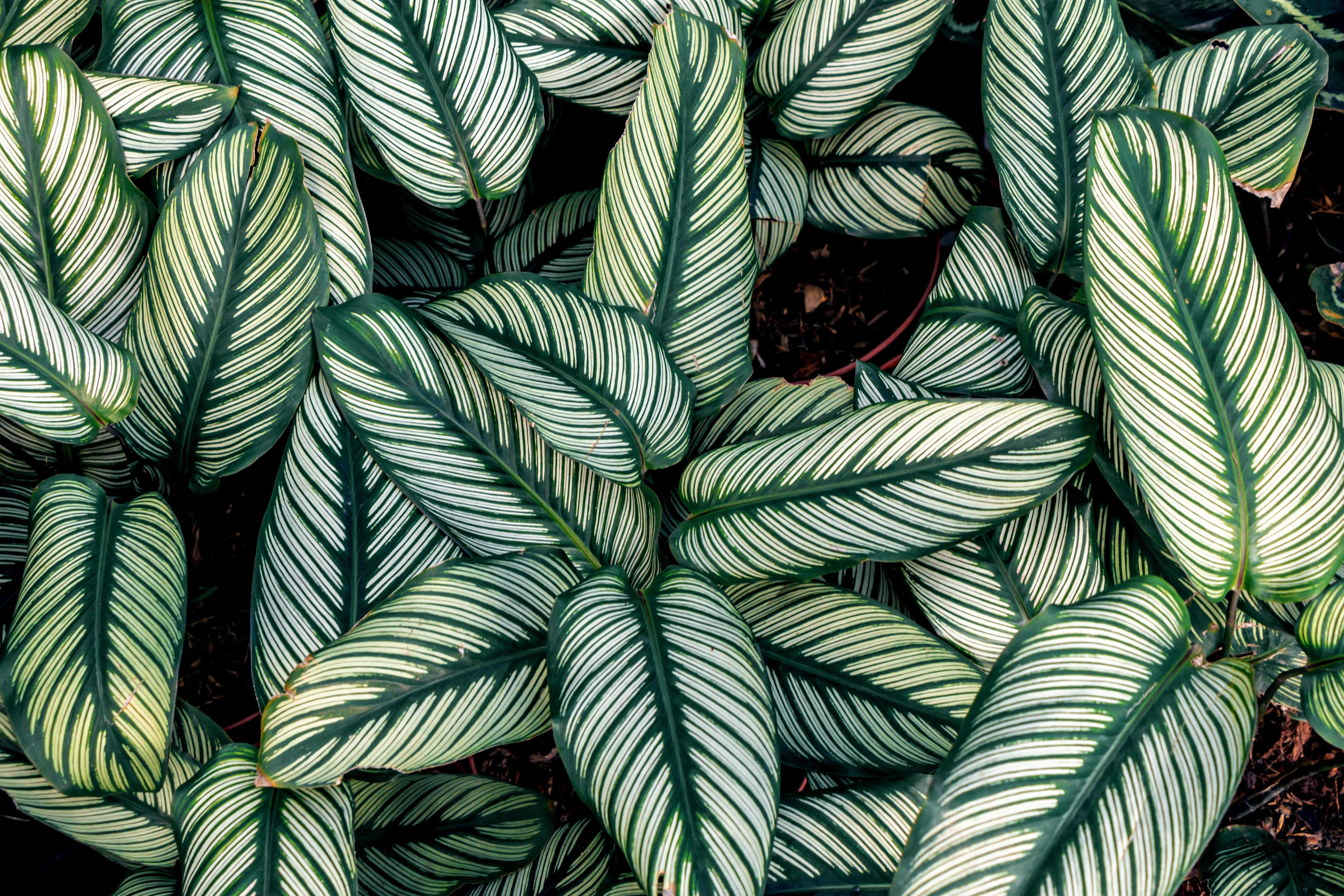 prayer plants background