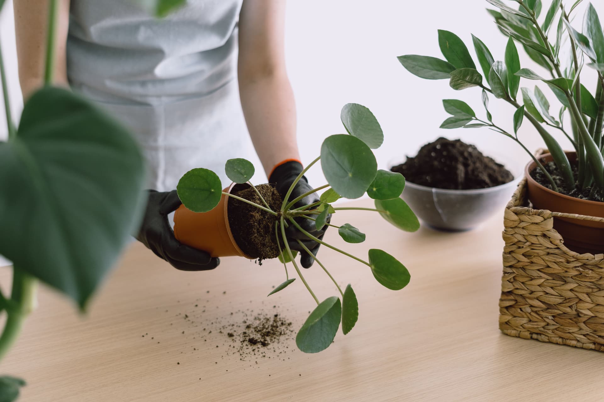 Repot houseplants to keep them small