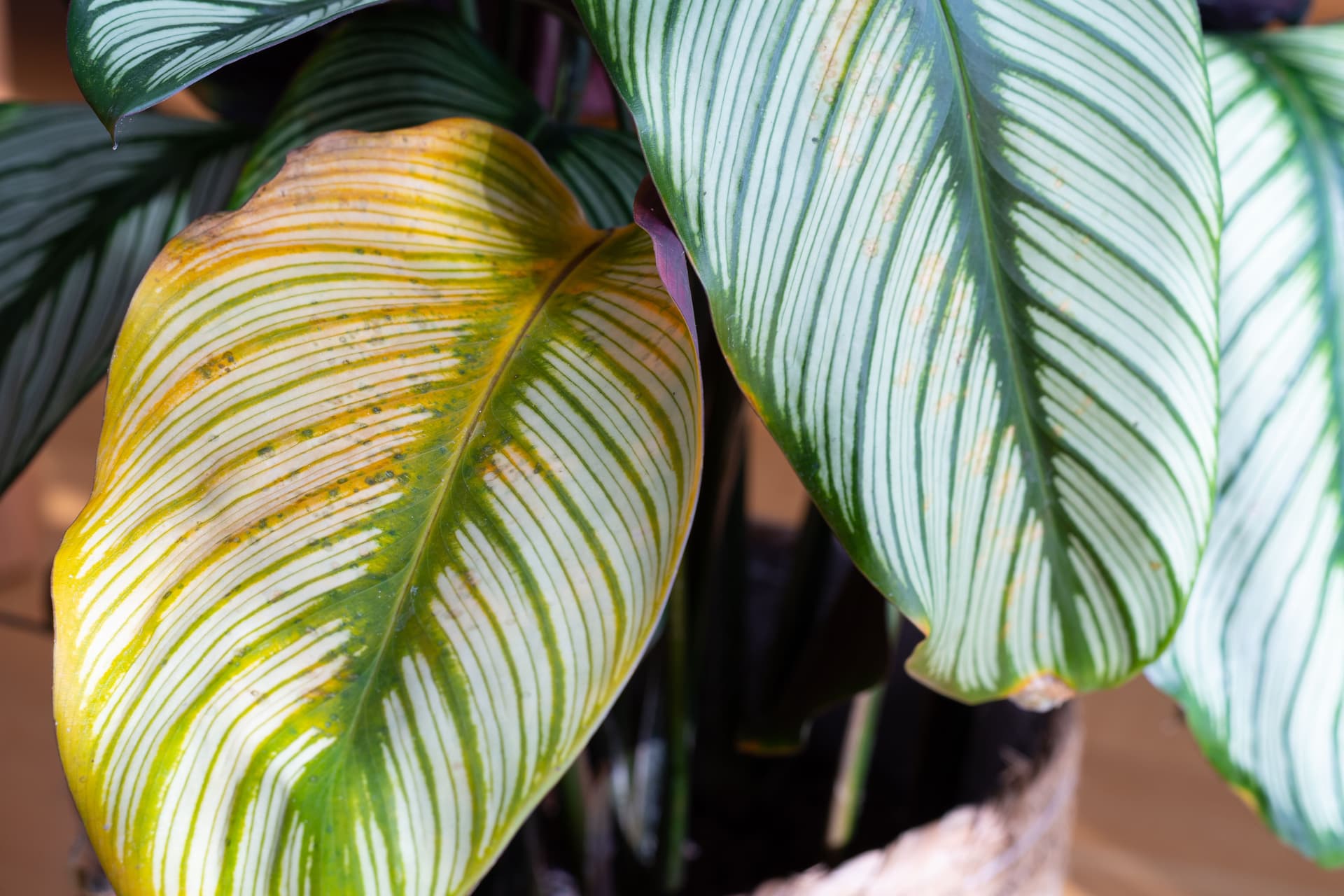 sick calathea