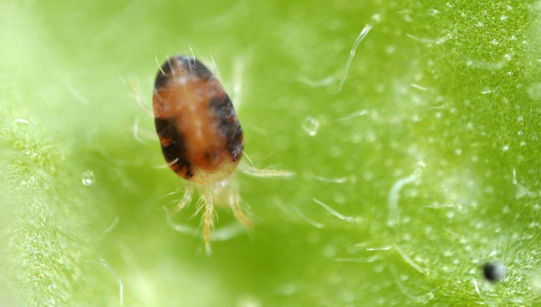 spider mite close up