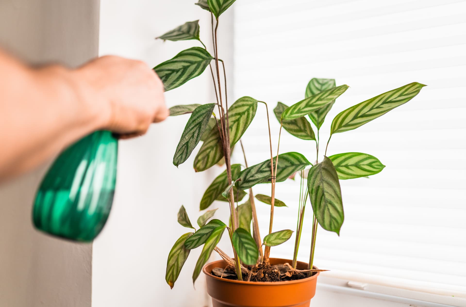 spraying calathea