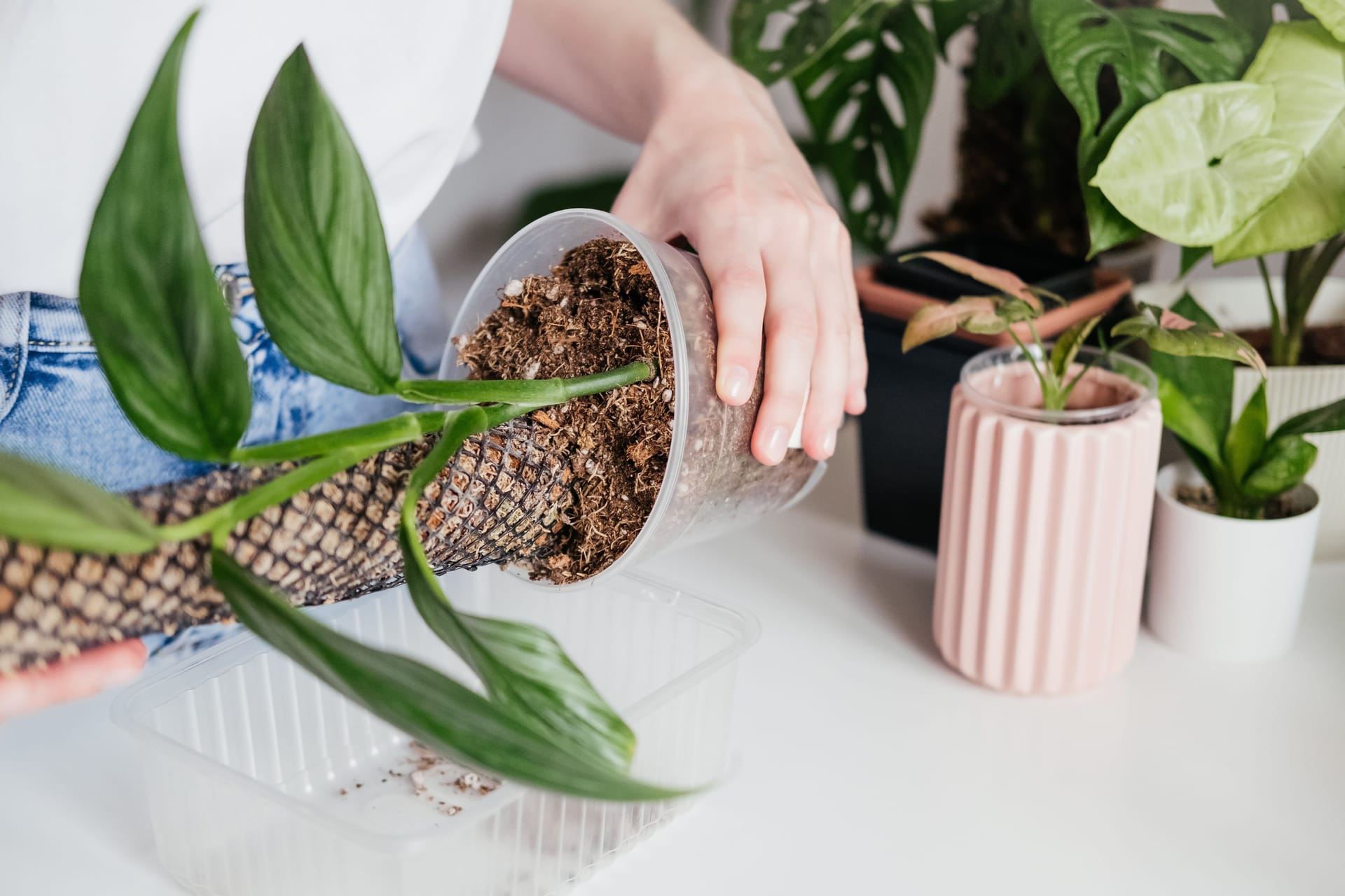 Epipremnum potting