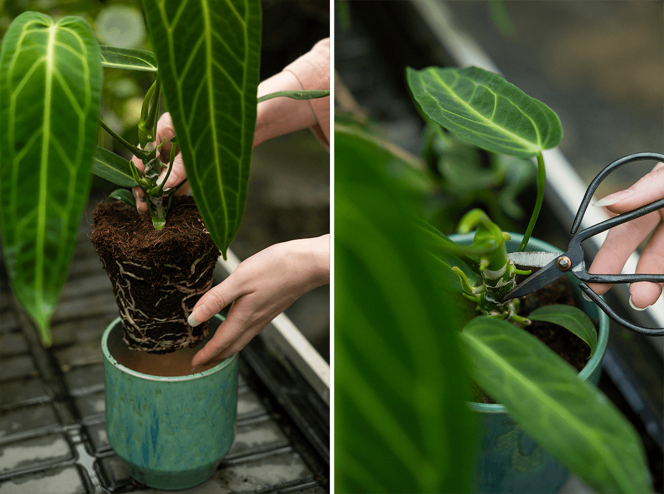 PropagationAnthurium.png