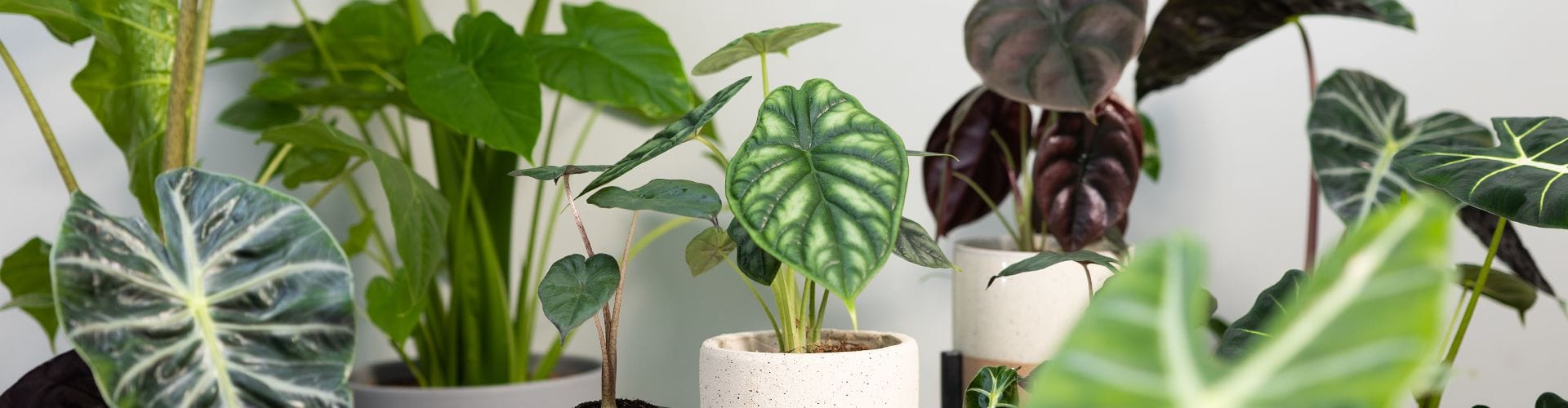 Banner_Alocasia