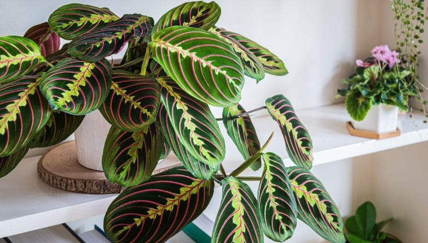maranta 2.jpg