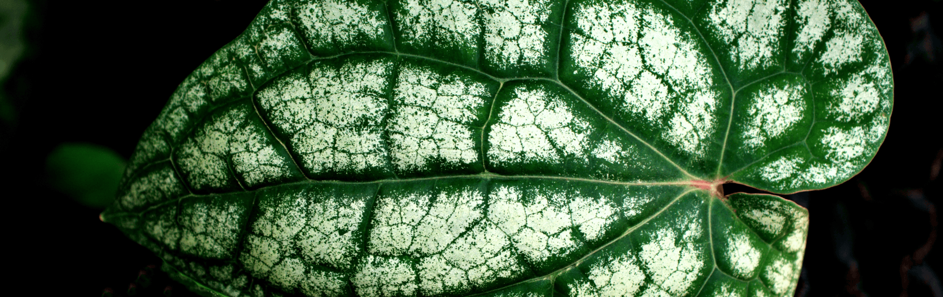 Piperaceae leaf