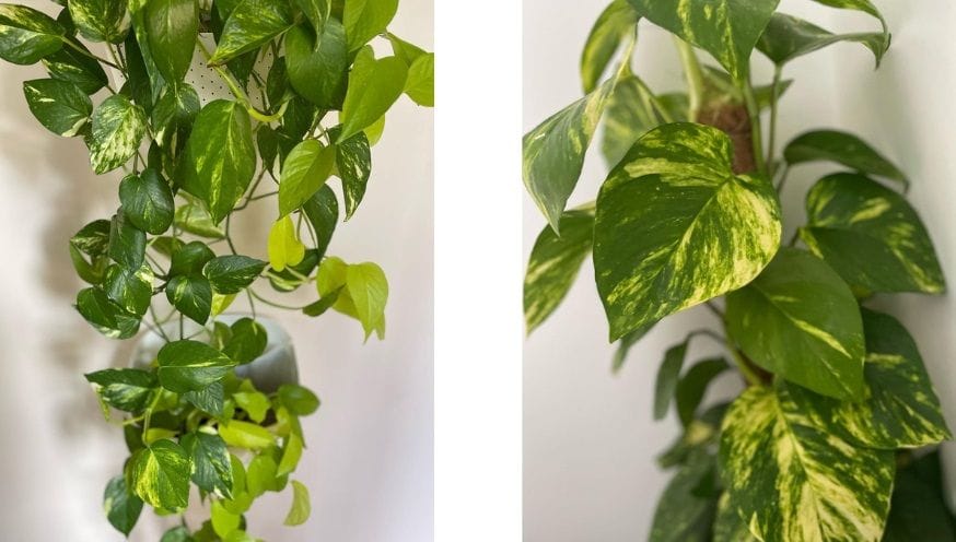 epipremnum aureum.jpg