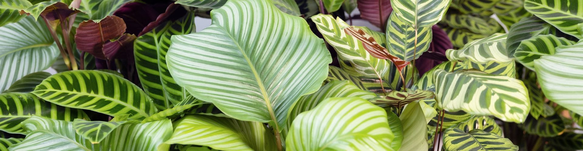 Comment cultiver et entretenir un Calathea lancifolia ?