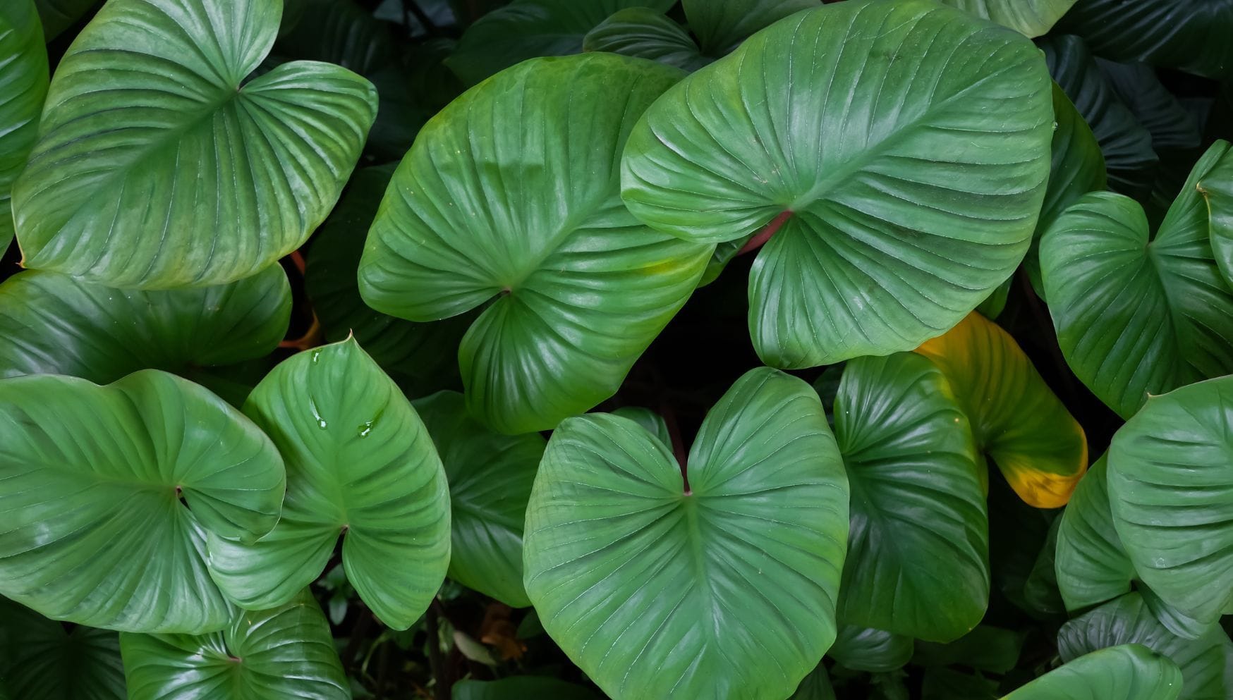 Homalomena leaves close up