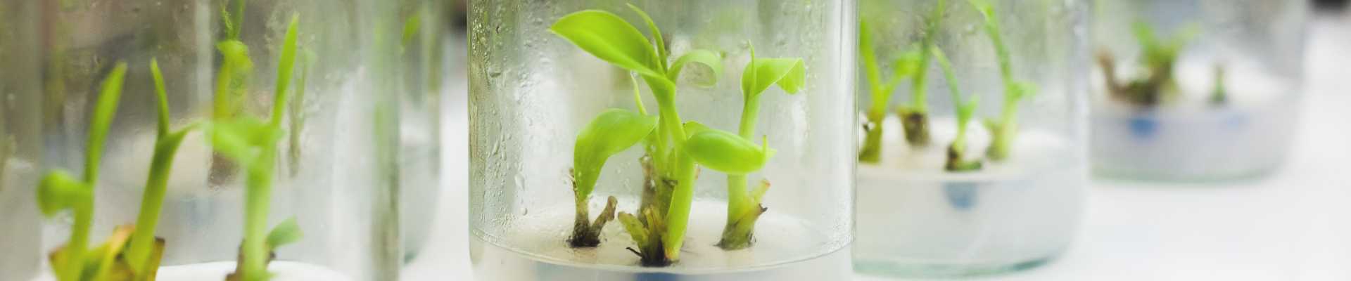 tissue culture