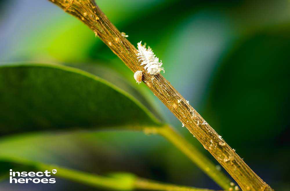  Cryptolaemus montrouzieri