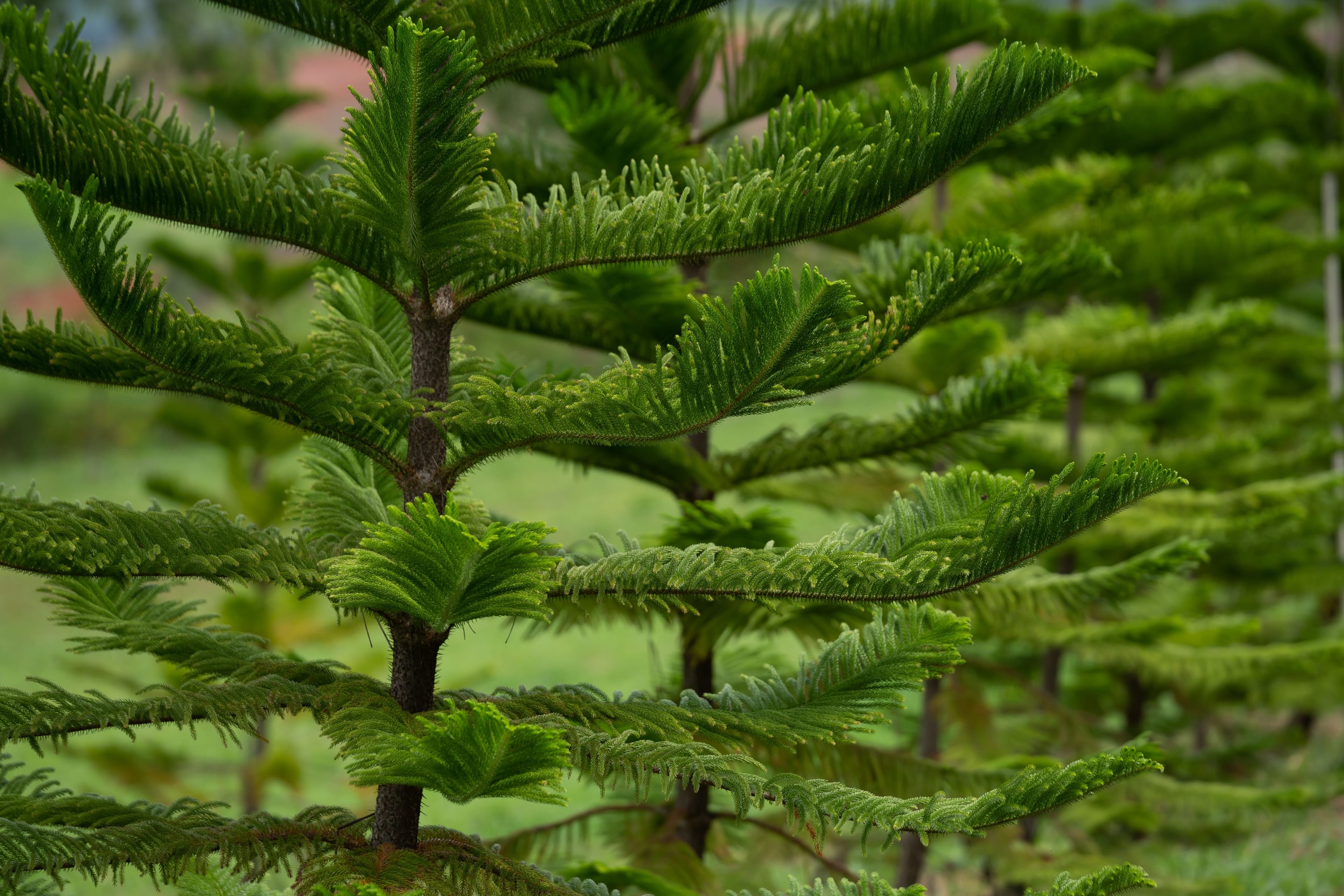 Norfolk Island Pine Seeds/araucaria Heterphylla/tree 