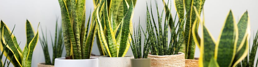 Snake Plant Care: Expert Tips for Thriving Plants | PLNTS.com