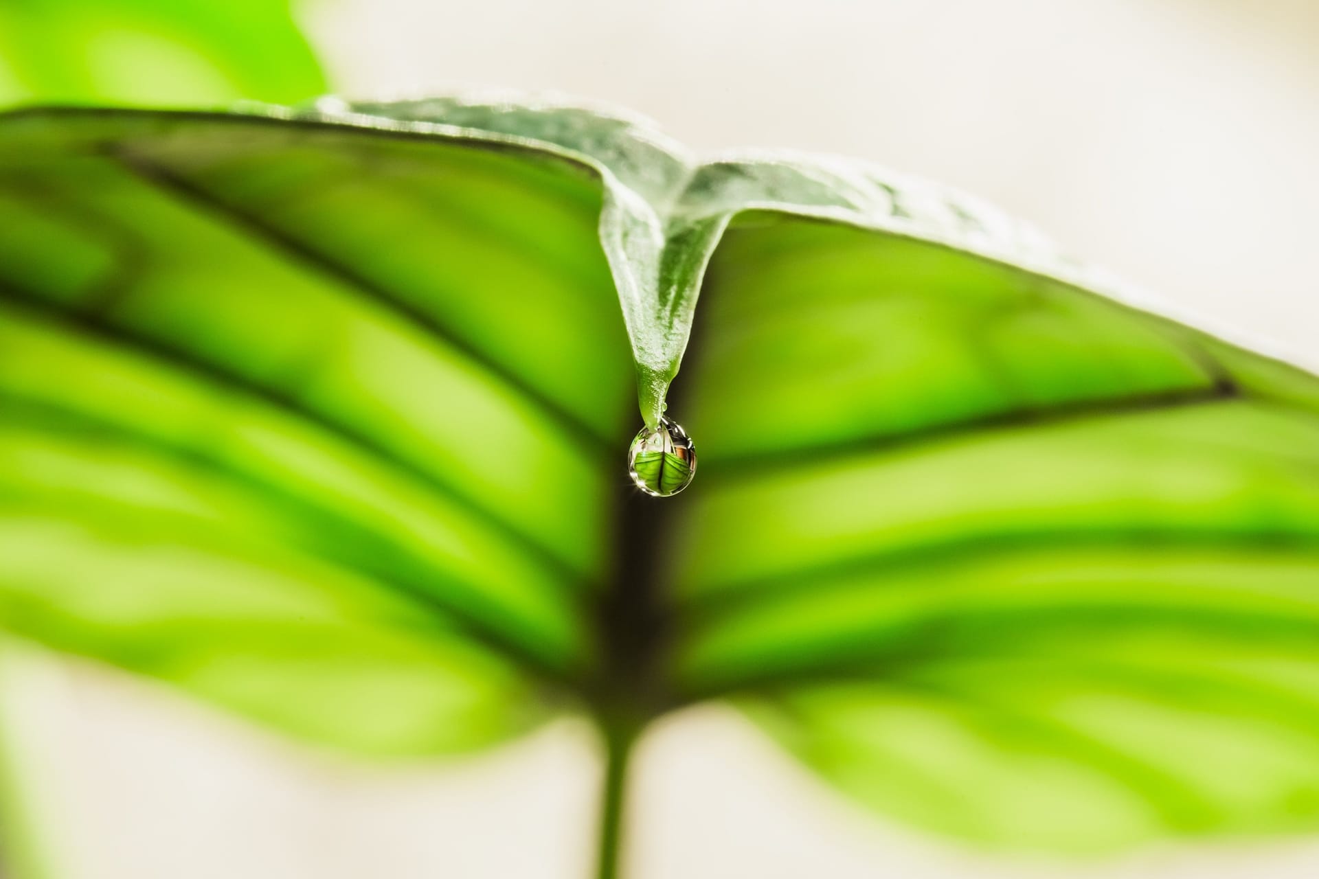 Une plante qui pleure est une plante en bonne santé