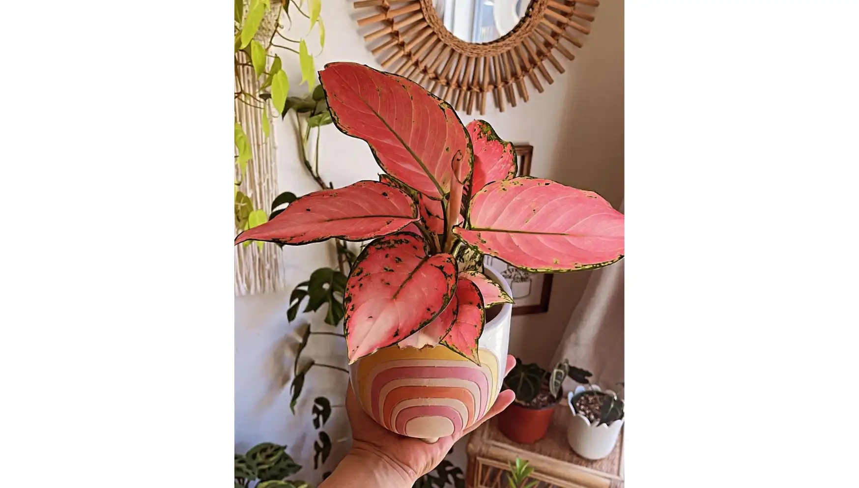 Instagram @plantlover____