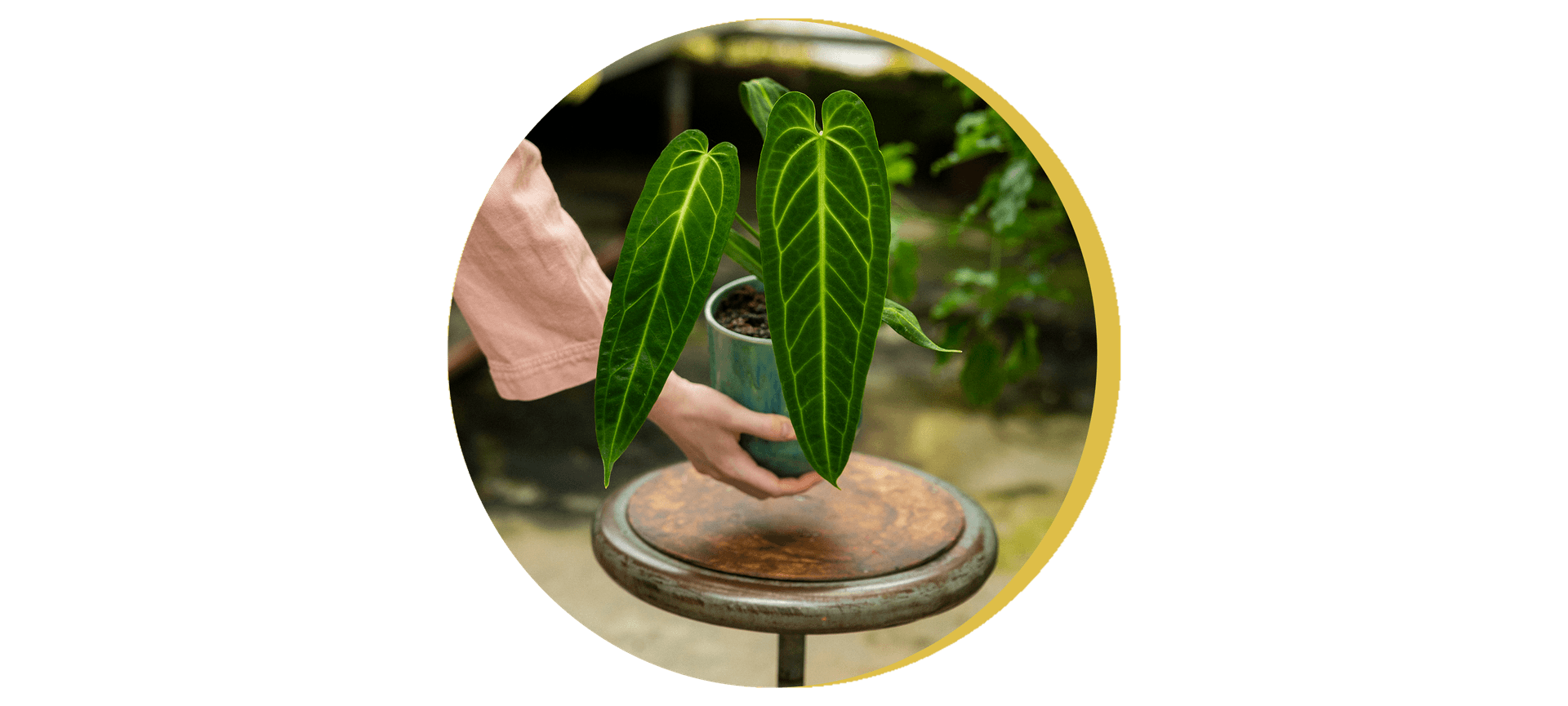 SfeerAnthurium.png