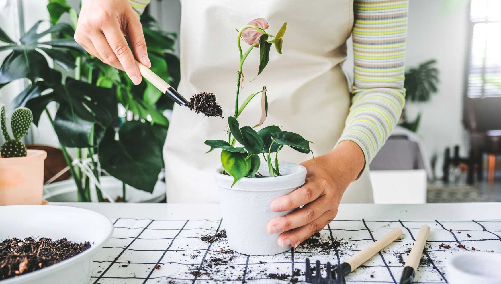 Rempoter Une Plante Domestique Philodendron Dans Un Nouveau Pot à