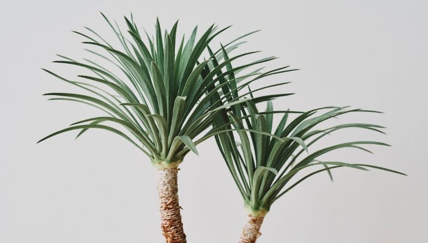 Yucca 1.jpg