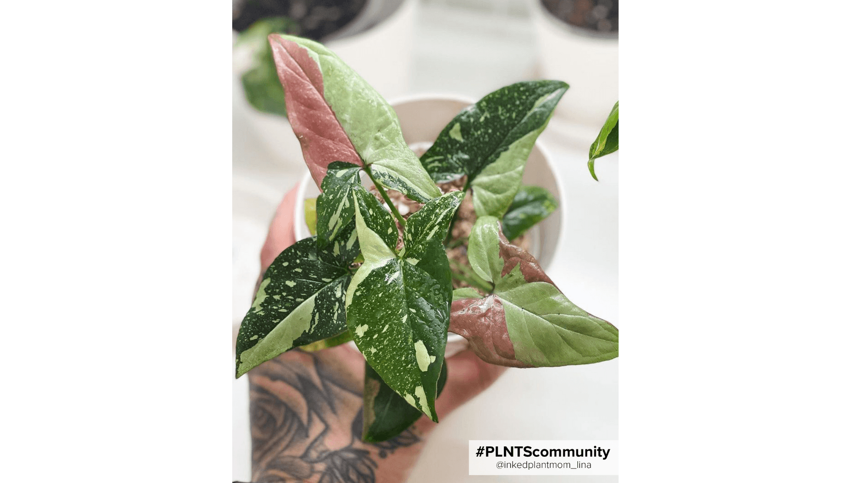 Syngonium Red Spot Tricolor.png