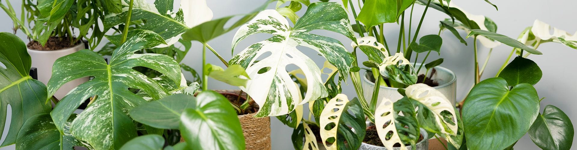 How to repot your Monstera plant and other helpful tips