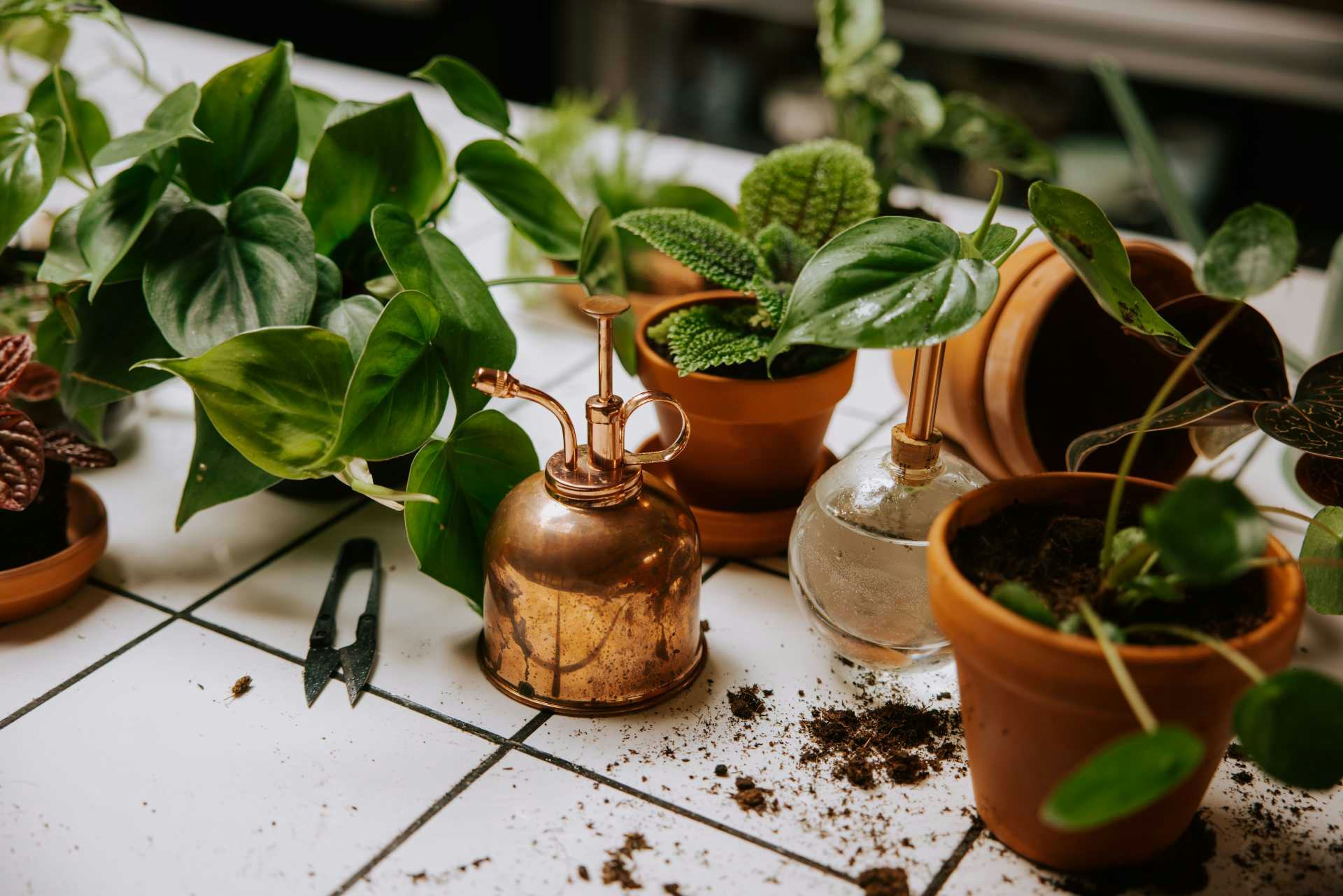 L'importance du taux d'humidité pour vos plantes d'intérieur 