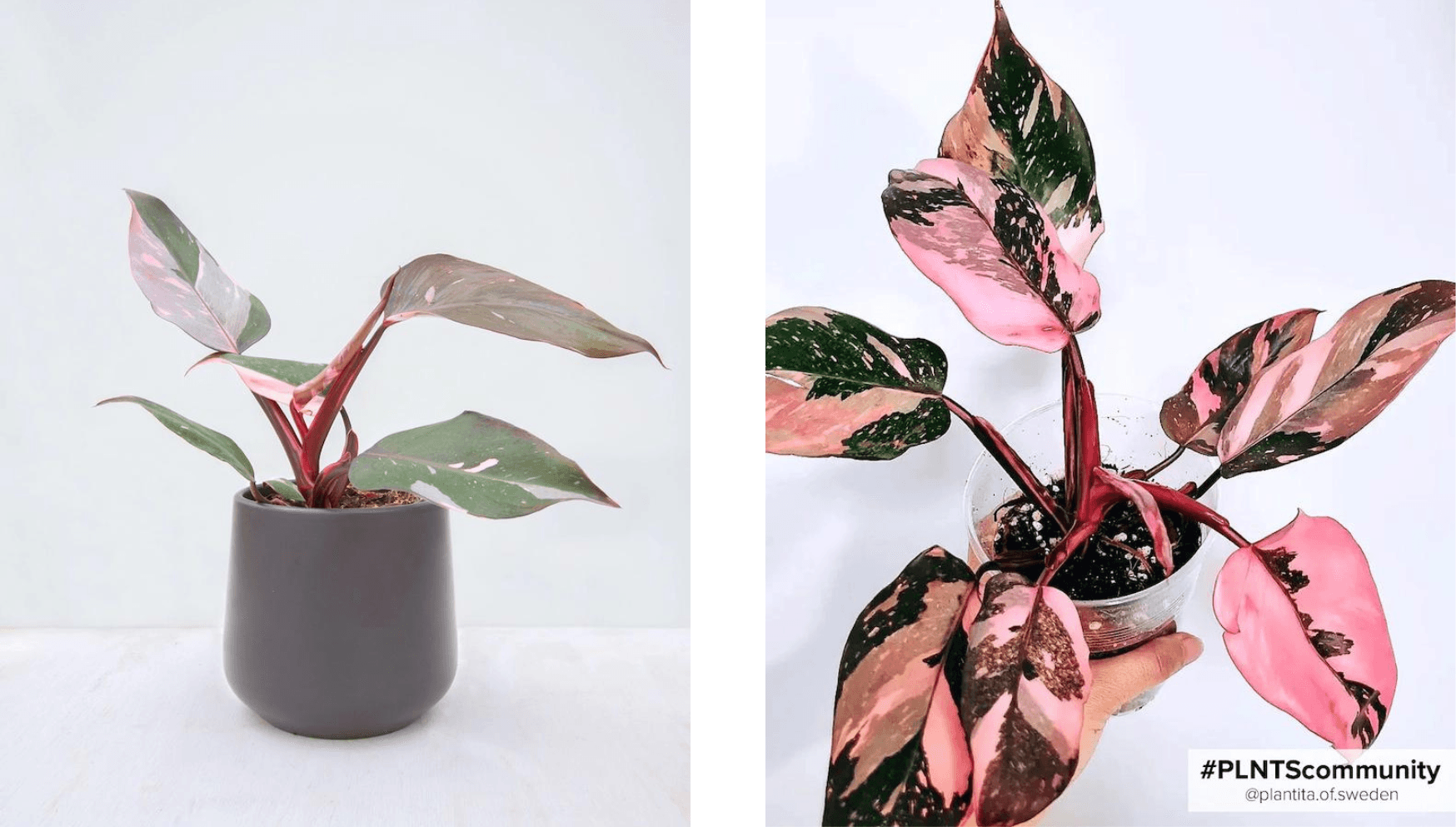 Philodendron Pink Princess