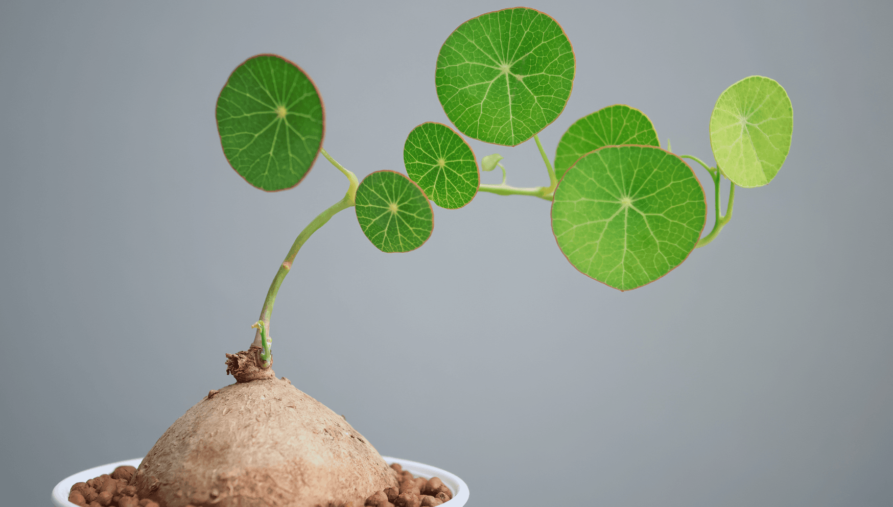 Stephania plant