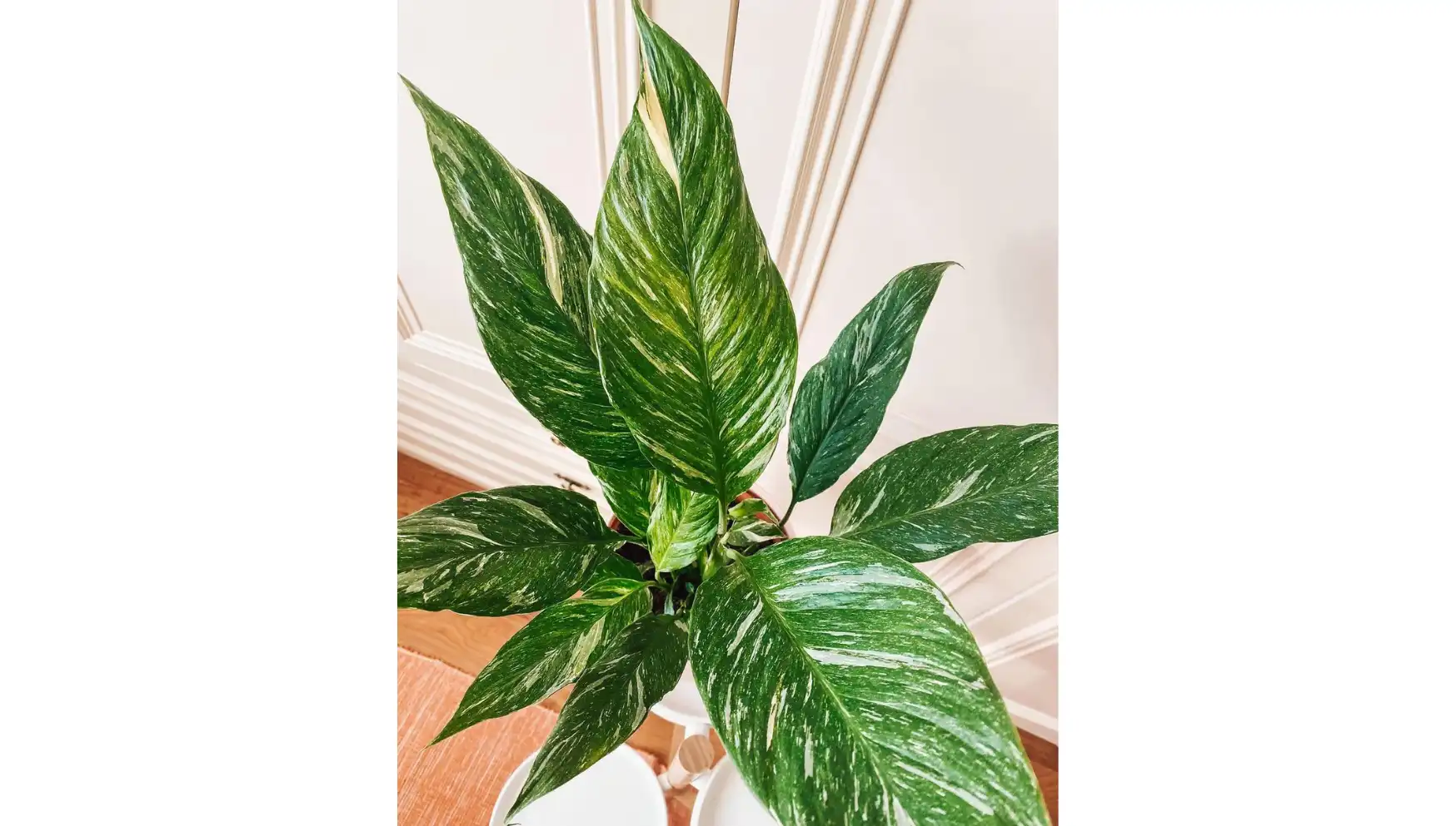 Instagram @bristoltropical