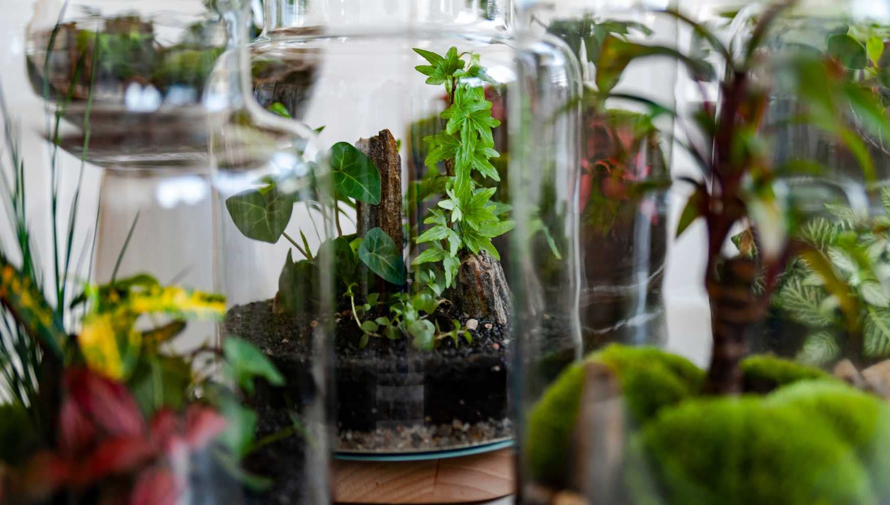 Les meilleures plantes à faire pousser dans un terrarium !