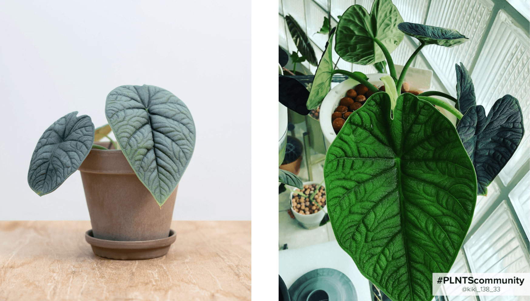 Alocasia Melo