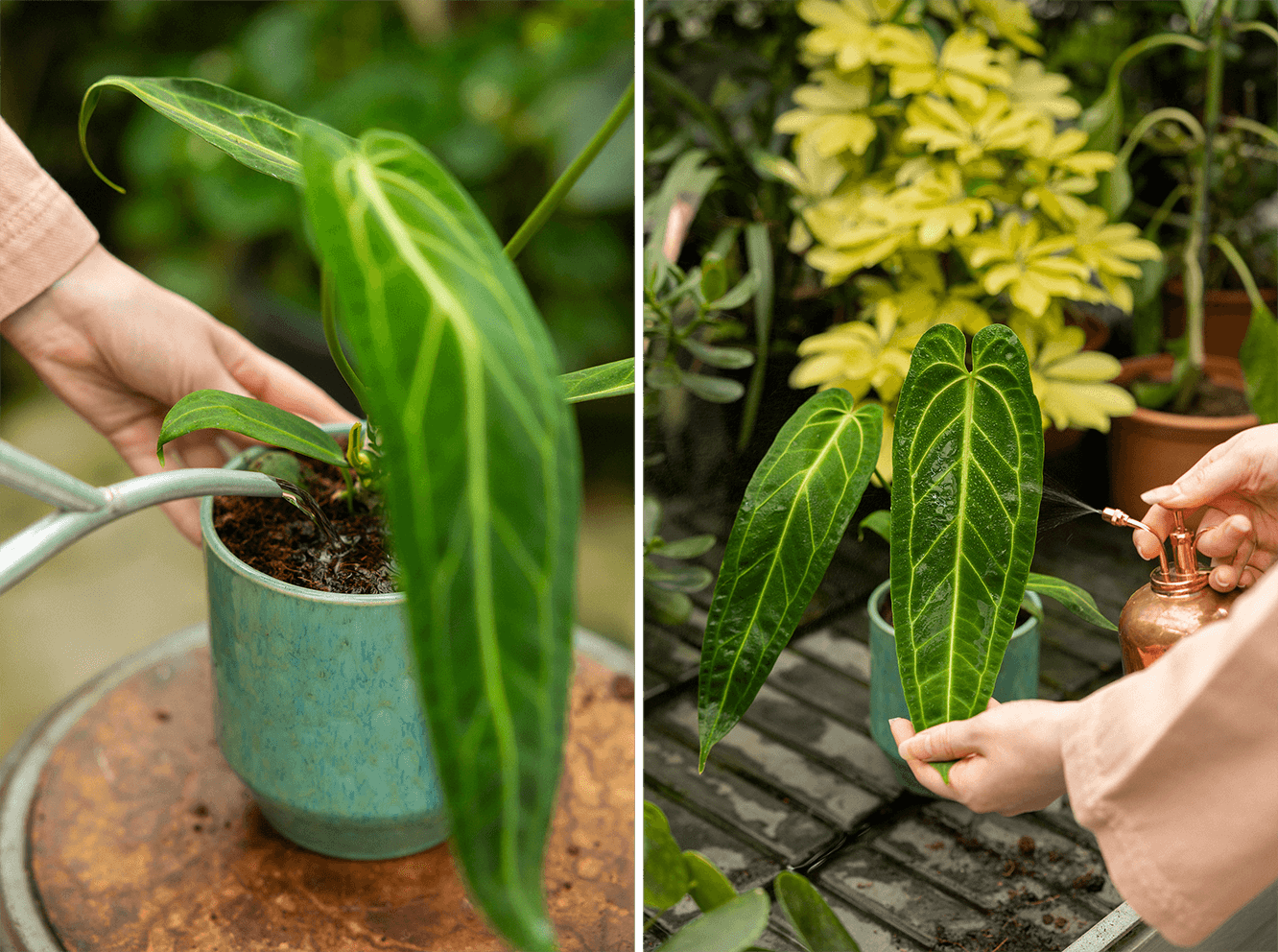WateringAnthurium.png