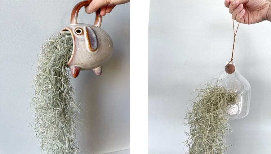 tillandsia.jpg