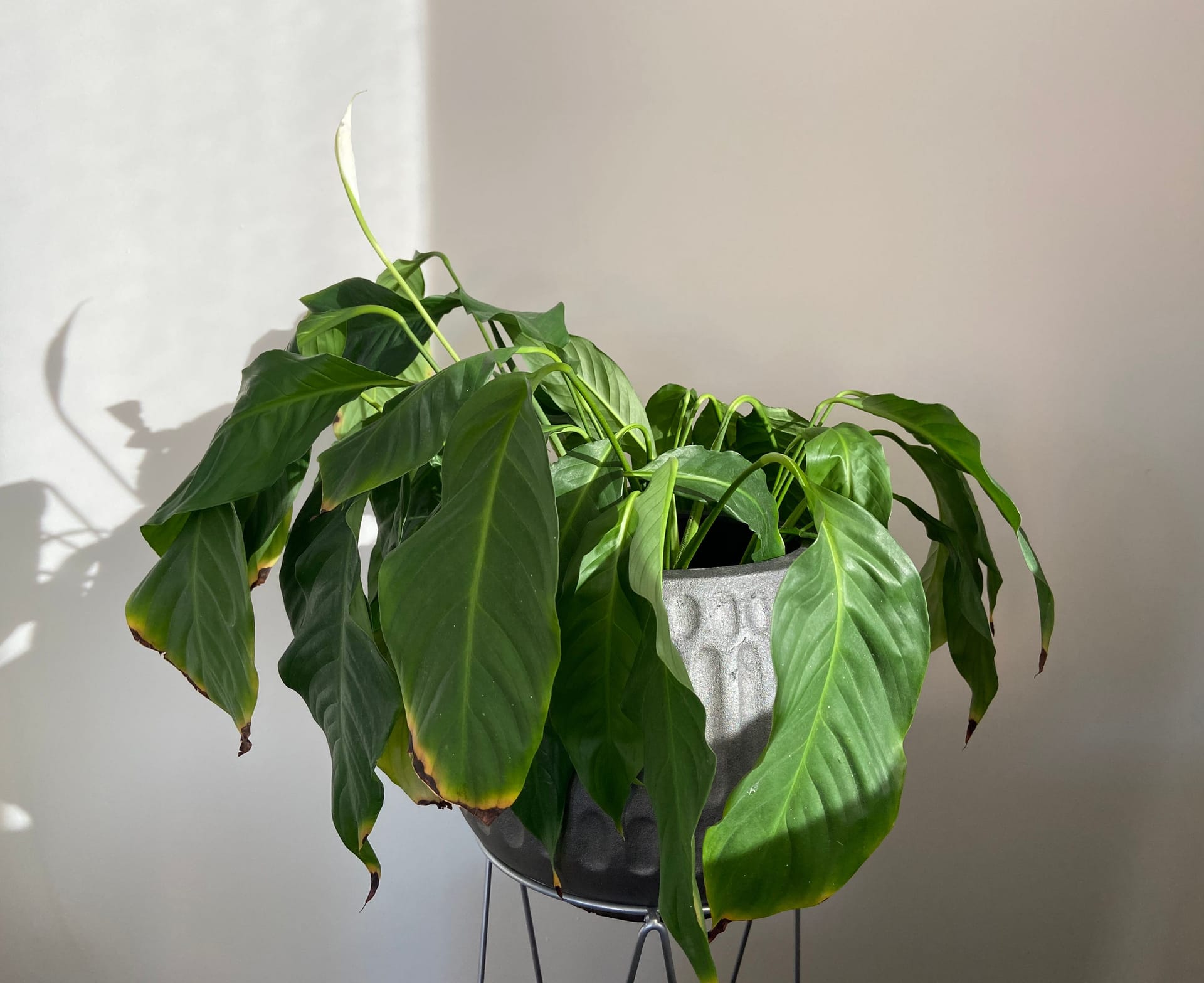 Hanging leaves