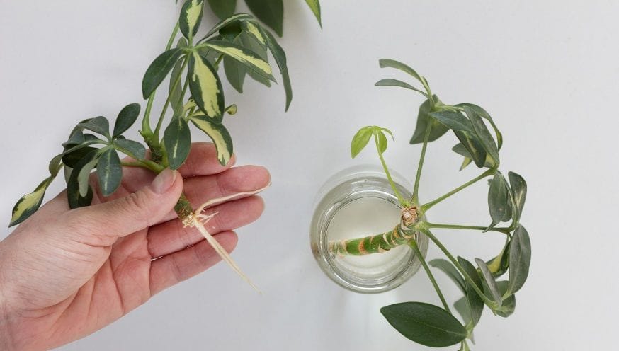 Schefflera 4.jpg