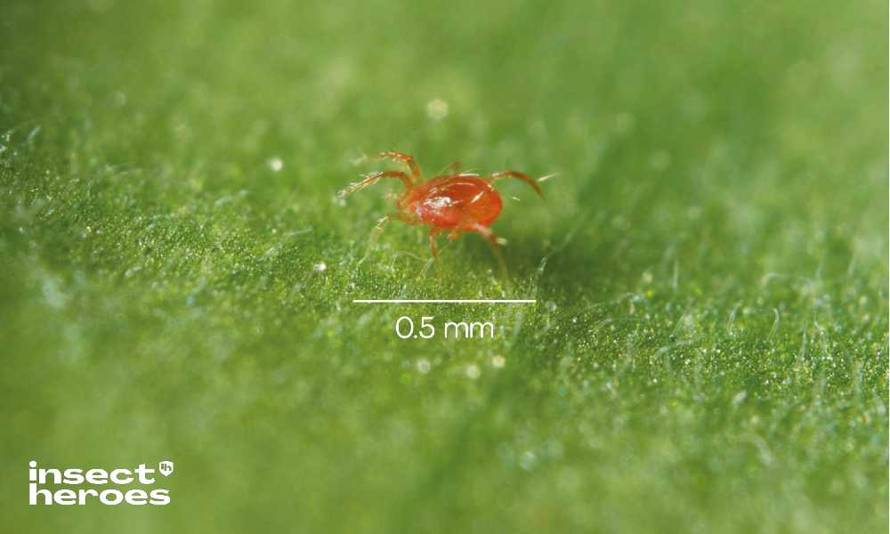 Phytoseiulus persimilis