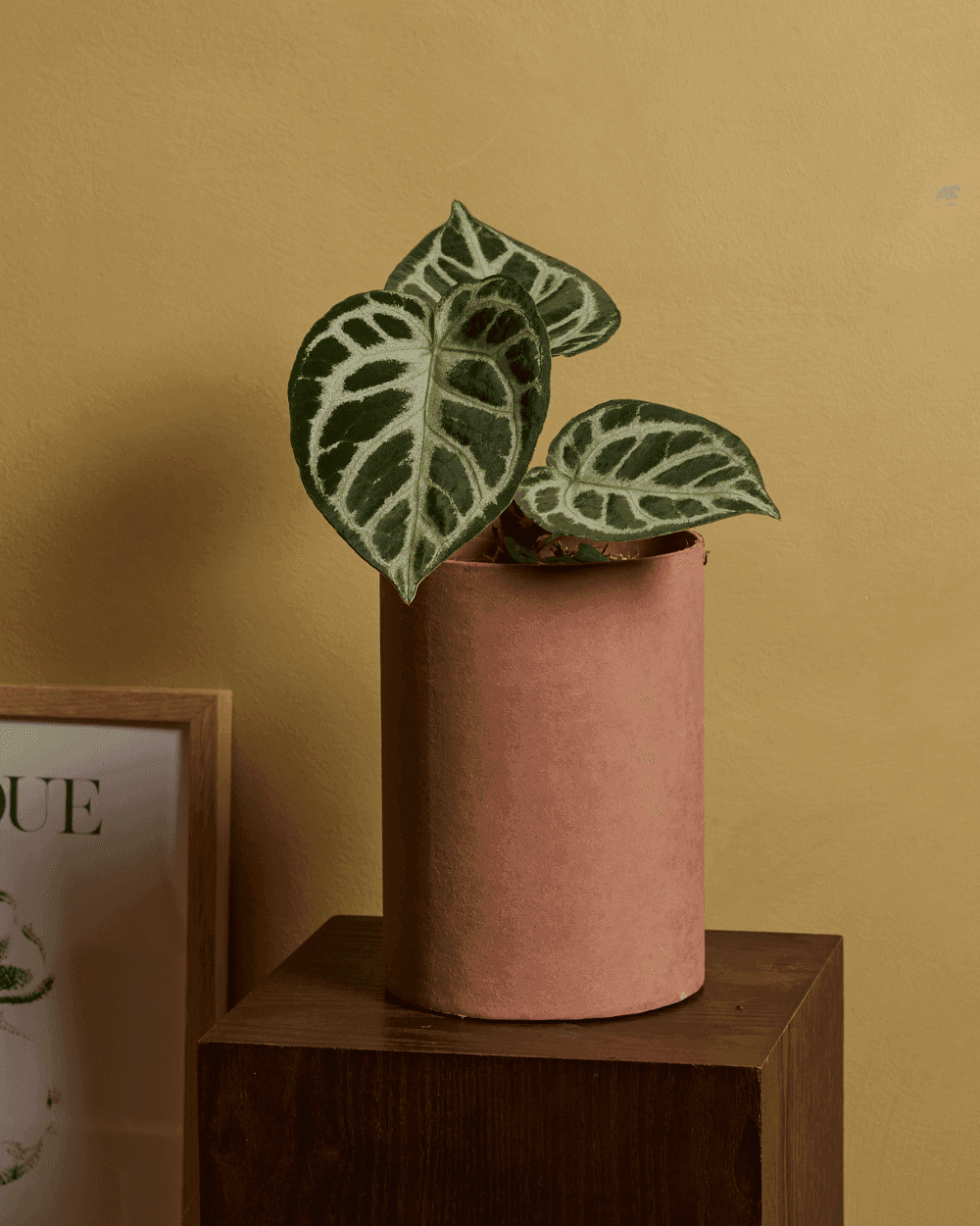 Anthurium