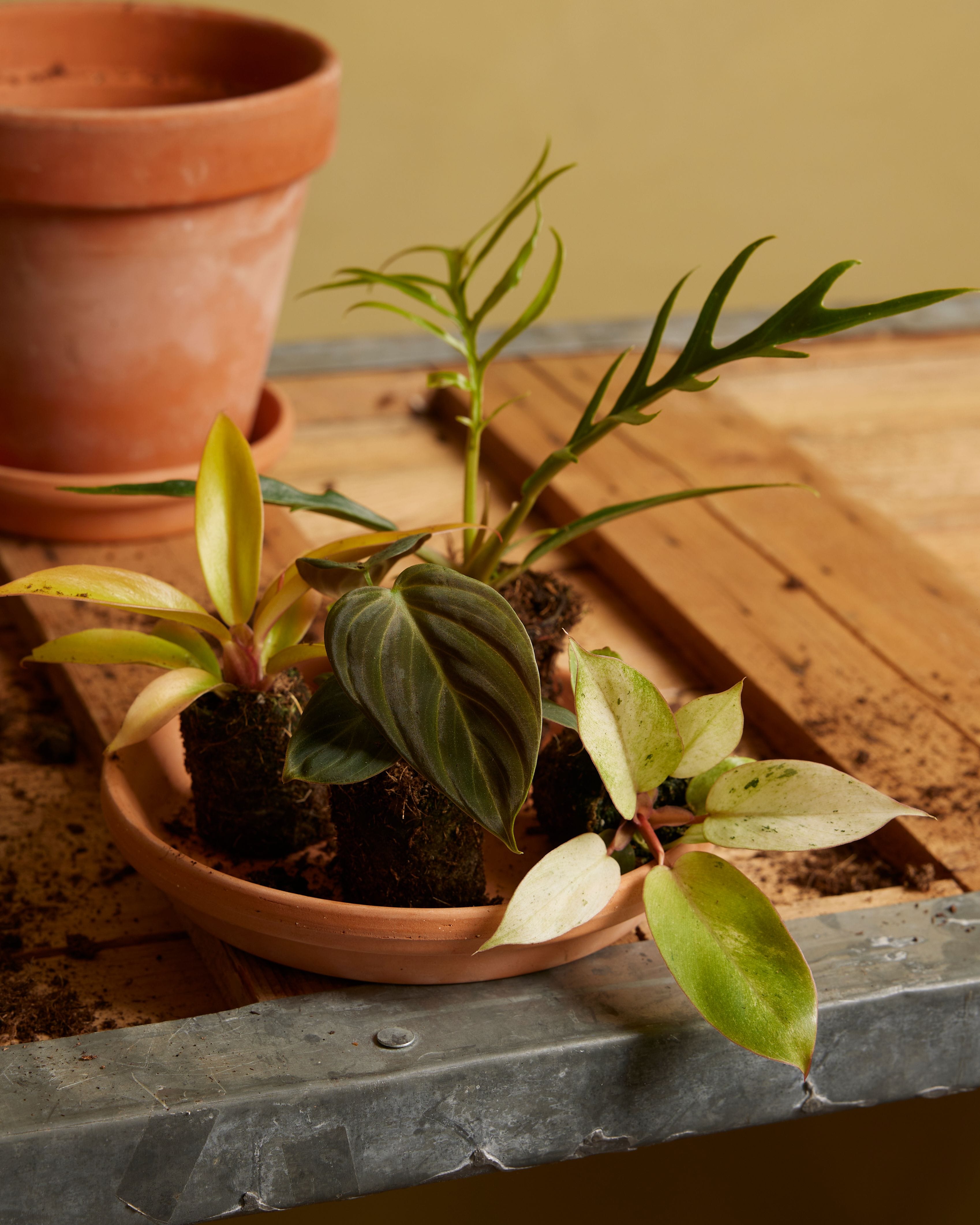 Babyplants