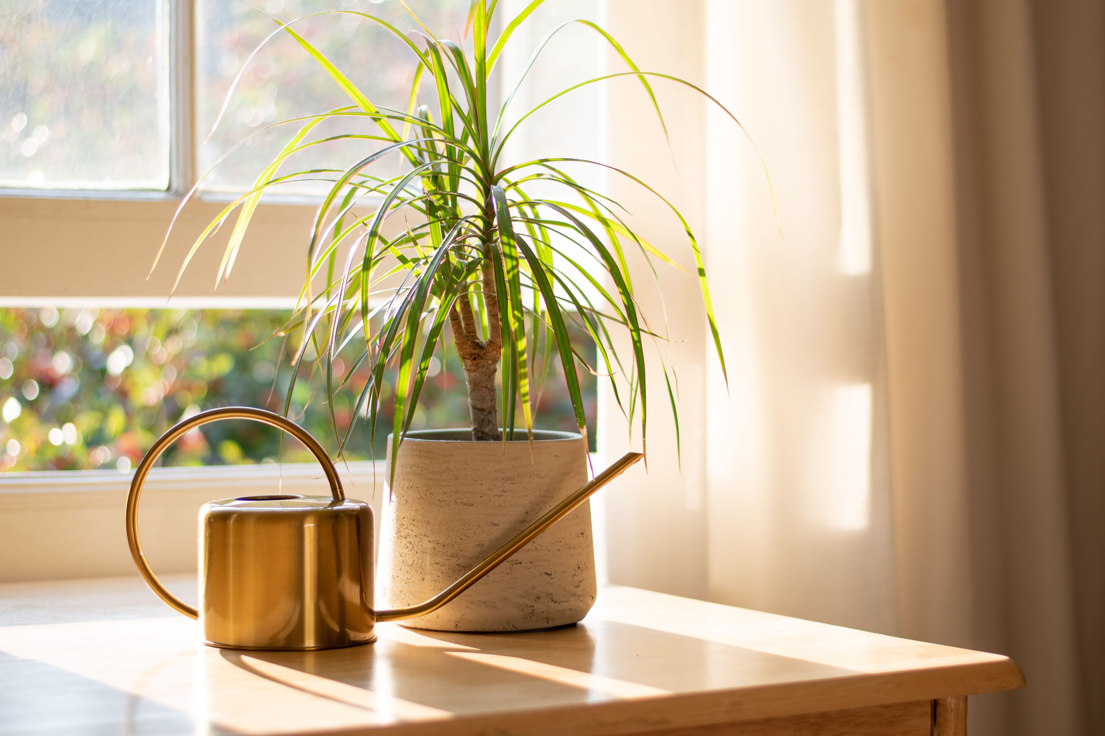 Banner Top 8 houseplants full sun